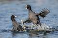Coots Fighting 2 - by Roger Hance